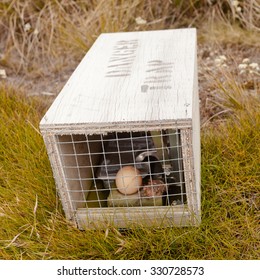 Baited Small Animal Trap Used For Rat And Stoat Control With Written Warning For Humans