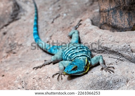 The Baja blue rock lizard is a species of large, diurnal phrynosomatid lizard.
It has a flattened body with small, smooth, granular scales and slightly keeled scales near the tail. 