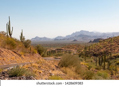 Baja California Main Road Running Through Cactus Trees In A Gorgeous Mexican Landscape