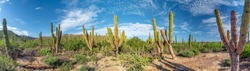 Baja California Sur Giant Cactus Forest In The Desert