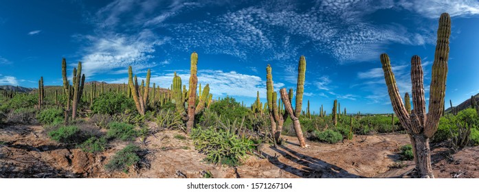 Baja California Sur Giant Cactus Forest In The Desert