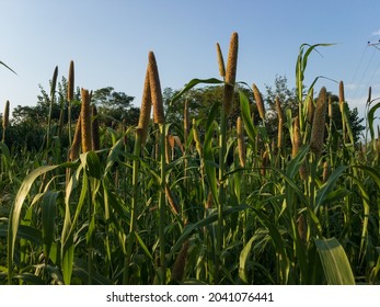 435 Bulrush millet Images, Stock Photos & Vectors | Shutterstock