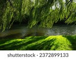 Baker Park, Frederick, MD: Willow trees, green grass, and a scenic walk along Carroll Creek, creating a tranquil urban oasis in the heart of the city.