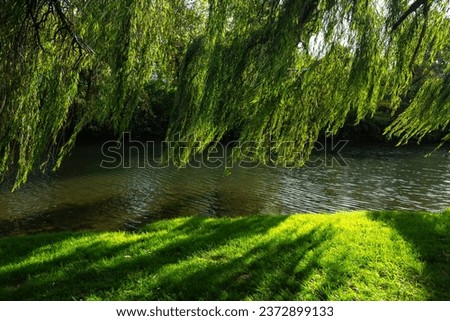 Baker Park, Frederick, MD: Willow trees, green grass, and a scenic walk along Carroll Creek, creating a tranquil urban oasis in the heart of the city.