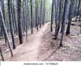 Baker's Tank Mountain Biking Trail In Breckenridge, Colorado