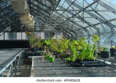 BAKERSFIELD, CA - AUGUST 19, 2017: The Greenhouse On The Campus Of California State University, Bakersfield, Provides Controlled Temperature And Humidity For Plants And Student Projects.