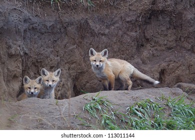 Bakken Formation Wildlife; Red Fox pups at  their den in the prairie habitat of western North Dakota, where the oil boom has led to rapid industrial development, causing environmental concerns