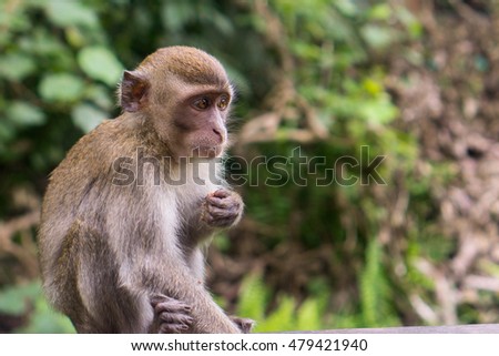 Bako National Park - Monkey Portrait