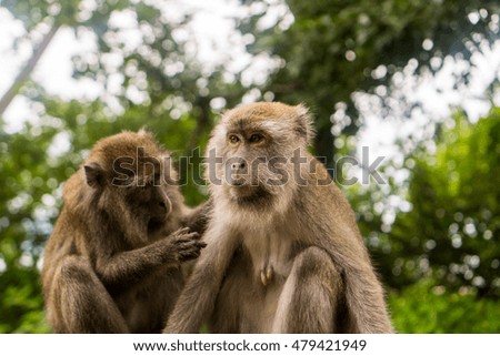 Bako National Park - Monkeys Grooming