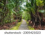 Bako National Park rainforest jungle trekking path, in Kuching, Borneo, Malaysia