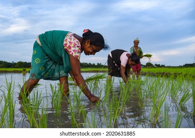 Baksa, Assam, India. 10 July 2021. Women Farmer Planting Rice Saplings At A Paddy Field In Baghmara Village In Baksa District Of Assam.