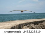 Bal Harbour, Miami, Florida - Beautiful pelican in the skies off the coast of Bal Harbour on a sunny summer day