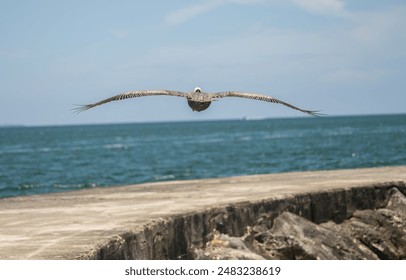 Bal Harbour, Miami, Florida - Beautiful pelican in the skies off the coast of Bal Harbour on a sunny summer day