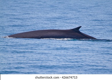 A Balaenoptera physalus, the common fin whale navigates in front of the coast of Barcelona in it's migration to Ligurian sea.