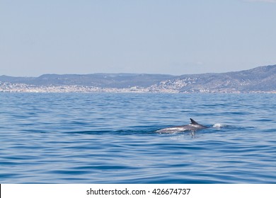 A Balaenoptera physalus, the common fin whale navigates in front of the coast of Barcelona in it's migration to Ligurian sea.