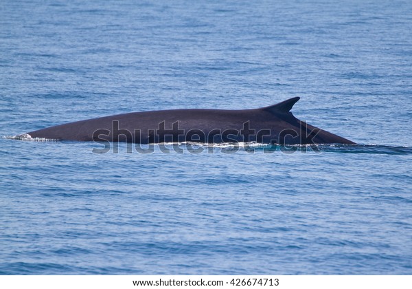 A Balaenoptera physalus, the common fin whale
navigates in front of the coast of Barcelona in it's migration to
Ligurian sea.