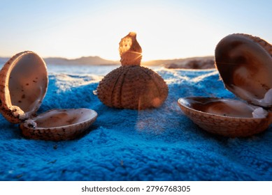 Balanced composition of open sea shells and a dry sea urchin shell resting on a blue beach blanket at sunrise.