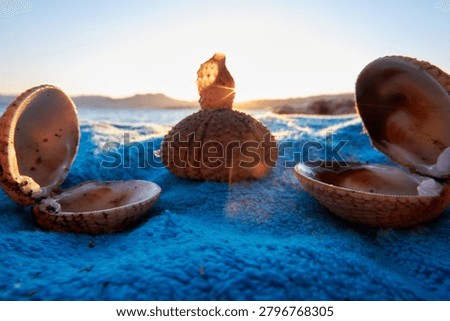 Balanced composition of open sea shells and a dry sea urchin shell resting on a blue beach blanket at sunrise.