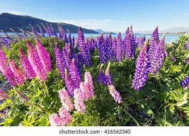 Balanced ecosystem in South Island, New Zealand. - Powered by Shutterstock - Get 15% off with code: PIKWIZARD15