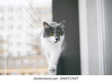 Balcony Adventurous Cat with Safety Net - Powered by Shutterstock