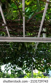 Balcony Awning, Sunshade, Porch With Slats And Ivy