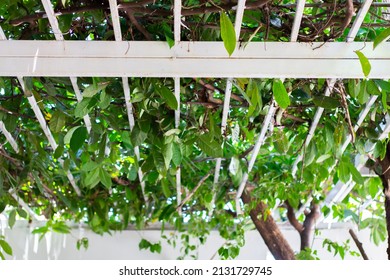 Balcony Awning, Sunshade, Porch With Slats And Ivy