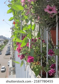    Balcony Garden At The End Of Summer. Petunias And Phaseolus Coccineus Are Finishing Blooming, The Leaves Are Turning Yellow.                            