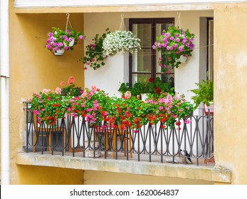 balcony garden. flowers on the balcony. Many colors adorn the balcony of the apartment in the old house. Summer sunny day. - Shutterstock ID 1620064837