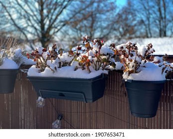 Balcony Garden With Hanging Decorative Flower Pots With Frozen Geraniums Flowers Plants And White Snow In Cold Winter Time