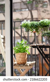 Balcony With Green Plants. Cozy Home And Apartment Living. Growing Mint And Plants On The Balcony.