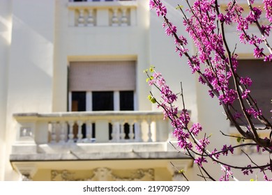 A Balcony Of An Old Cream-colored Vintage Apartment Building. Purple Lilac Blossoming Tree In The Foreground. Cherry Blossom And A Cozy House Selective Focus. Elegant Architecture Details Window View 