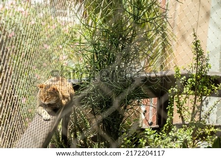 A balcony with plants, cat and net protection. Urban jungle living