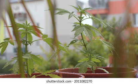 Balcony potted cannabis plants. Wet leaves after rain, natural moisture. Growing fresh food. Camera movement.