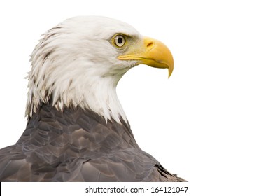 Bald American Eagle Isolated