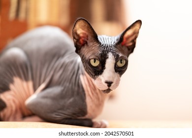 A Bald Cat Of The Canadian Sphinx Breed