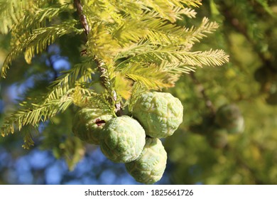 281 Bald cypress cone Images, Stock Photos & Vectors | Shutterstock