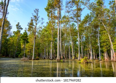 Bald Cypress Swamp With Marsh Water