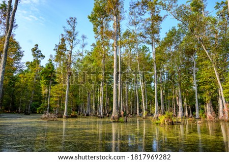 Bald cypress swamp with marsh water