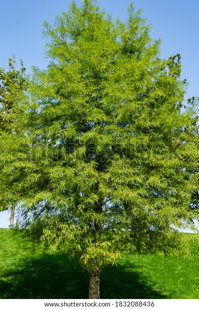 Bald Cypress
Taxodium Distichum (Swamp cypress or tidewater red cypress) green
tree in public landscape city Park Krasnodar or 'Galitsky park' in
sunny autumn September
2020