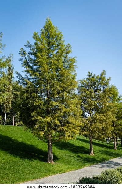 Bald cypress Taxodium Distichum (swamp,\
white-cypress, gulf or tidewater red cypress) is green tree. Alley\
of bald cypress trees in city park Krasnodar or Galitsky park.\
Landscape park for\
recreation.