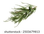 Bald Cypress or Taxodium distichum twig and cones isolated on white background