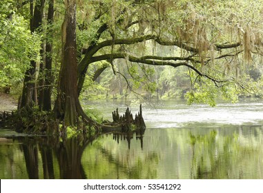 Bald Cypress Tree Overhanging River