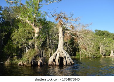 Bald Cypress Tree Roots Form Interesting Stock Photo 1784873840 