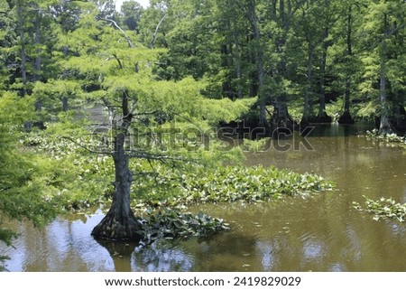 A bald cypress tree in a swampy lake viewed from an elevated angle. 