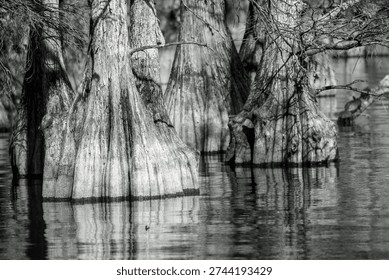 Bald Cypress tree trunks reflection on lake in Balk and white