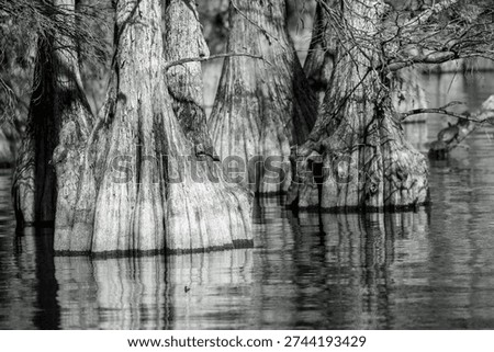 Bald Cypress tree trunks reflection on lake in Balk and white