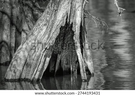 Bald Cypress tree trunks reflection on lake in Balk and white