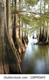 Bald Cypress trees along the shore of a Lousiana Lake