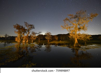 Bald cypress trees in the bayou