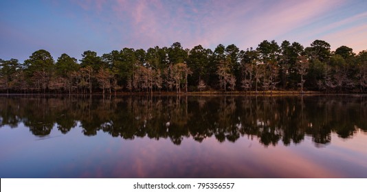 Bald Cypress Trees at Caddo Lake State Park in east Texas.